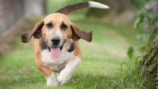 Hound Dog Breeds: Sizes, Personality & Behaviour | Purina